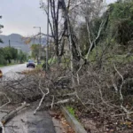 Ρίο: Επεσαν κλαδιά δέντρων - Επενέβη η Πολιτική Προστασία Αχαΐας ΦΩΤΟ