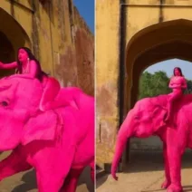 Εβαψε ελέφαντα ροζ, κύμα απειλών για τη ζωή φωτογράφου