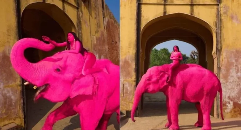 Εβαψε ελέφαντα ροζ, κύμα απειλών για τη ζωή φωτογράφου 24 Εβαψε ελέφαντα ροζ, κύμα απειλών για τη ζωή φωτογράφου