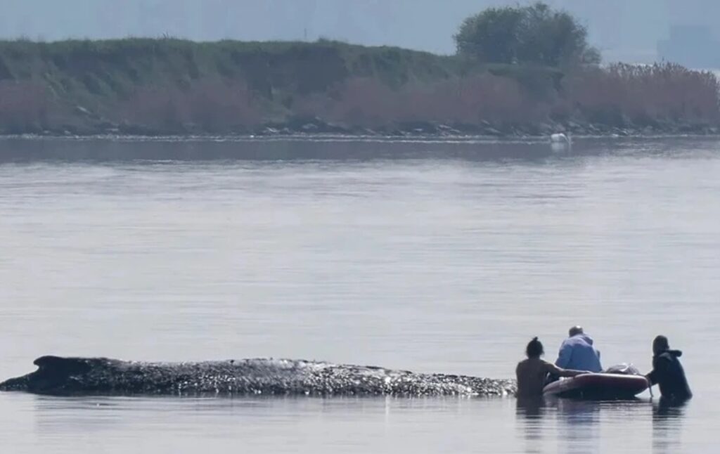 Προσπάθειες διάσωσης φάλαινας που εξόκειλε στη Βαλτική ΒΙΝΤΕΟ