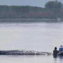 Προσπάθειες διάσωσης φάλαινας που εξόκειλε στη Βαλτική ΒΙΝΤΕΟ