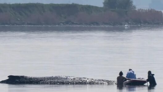 Προσπάθειες διάσωσης φάλαινας που εξόκειλε στη Βαλτική ΒΙΝΤΕΟ