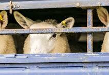 Πατρών-Τριπόλεως: «Τσίμπησαν» μεταφορέα ζώων παρά το απαγορευτικό για την ευλογιά