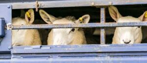 Πατρών-Τριπόλεως: «Τσίμπησαν» μεταφορέα ζώων παρά το απαγορευτικό για την ευλογιά