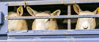 Πατρών-Τριπόλεως: «Τσίμπησαν» μεταφορέα ζώων παρά το απαγορευτικό για την ευλογιά