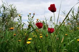 Αχαΐα: Αίθριος, νεφελώδης, με κανονικές θερμοκρασίες