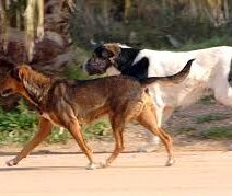 Πάτρα: Αγέλη αδέσποτων έστειλε δύο πεζούς στο νοσοκομείο