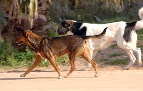 Πάτρα: Αγέλη αδέσποτων έστειλε δύο πεζούς στο νοσοκομείο