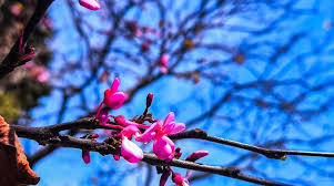 Αχαΐα: Αίθριος ο καιρός σε ανοιξιάτικα επίπεδα