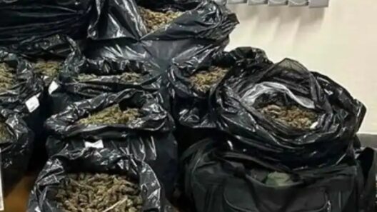 ΑΠΟΚΛΕΙΣΤΙΚΟ-Αχαΐα: 30 κιλά κάνναβης σε σακούλες - Η στιγμή της σύλληψης διακινητή