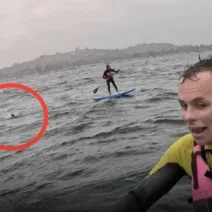 Καρχαρίας καταδίωκε σέρφερ για δύο μίλια – «Μην πέσεις, μην σταματάς!» ΒΙΝΤΕΟ