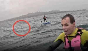 Καρχαρίας καταδίωκε σέρφερ για δύο μίλια – «Μην πέσεις, μην σταματάς!» ΒΙΝΤΕΟ