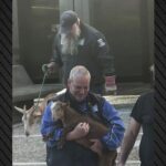 Απίστευτες εικόνες με τη μεταφορά ζώων από «φάρμα» σε ταράτσα στους Αμπελόκηπους ΦΩΤΟ