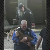 Απίστευτες εικόνες με τη μεταφορά ζώων από «φάρμα» σε ταράτσα στους Αμπελόκηπους ΦΩΤΟ