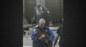 Απίστευτες εικόνες με τη μεταφορά ζώων από «φάρμα» σε ταράτσα στους Αμπελόκηπους ΦΩΤΟ