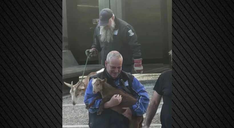 Απίστευτες εικόνες με τη μεταφορά ζώων από «φάρμα» σε ταράτσα στους Αμπελόκηπους ΦΩΤΟ