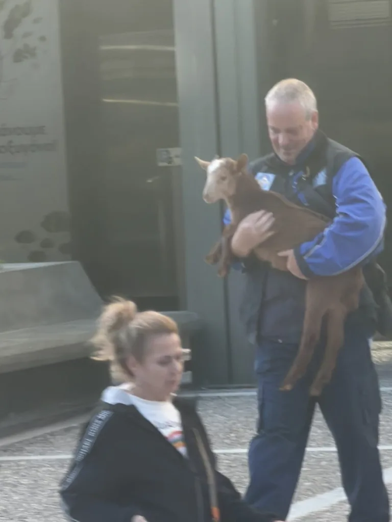 Απίστευτες εικόνες με τη μεταφορά ζώων από «φάρμα» σε ταράτσα στους Αμπελόκηπους ΦΩΤΟ