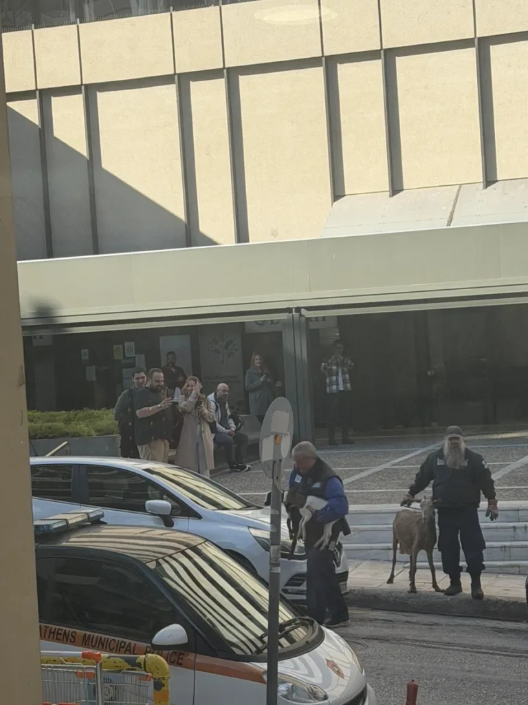 Απίστευτες εικόνες με τη μεταφορά ζώων από «φάρμα» σε ταράτσα στους Αμπελόκηπους ΦΩΤΟ