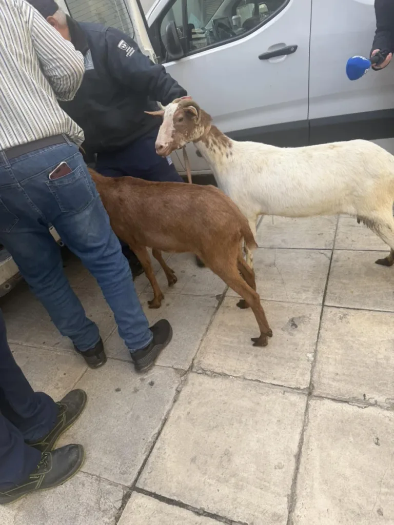 Απίστευτες εικόνες με τη μεταφορά ζώων από «φάρμα» σε ταράτσα στους Αμπελόκηπους ΦΩΤΟ