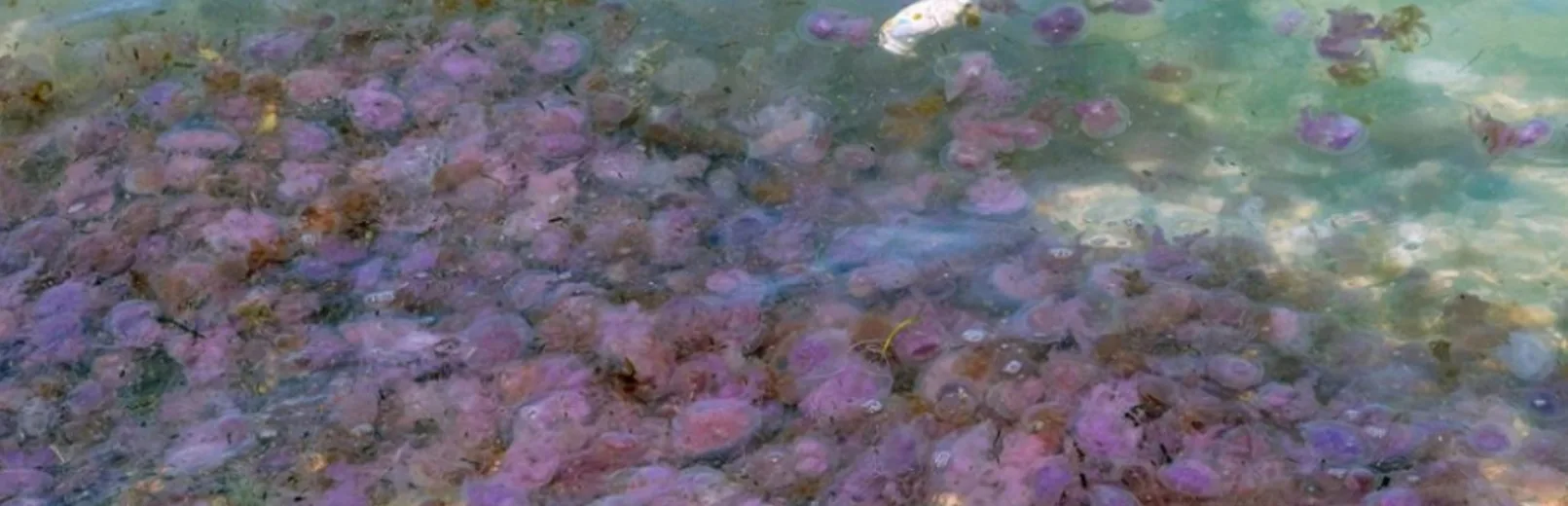 Εύβοια: Οι περιοχές που γέμισαν μέδουσες - Τι λένε ειδικοί