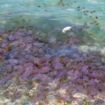 Εύβοια: Οι περιοχές που γέμισαν μέδουσες - Τι λένε ειδικοί