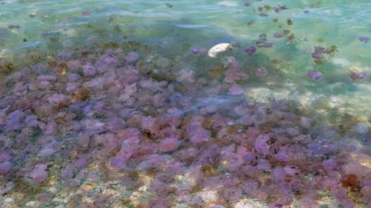 Εύβοια: Οι περιοχές που γέμισαν μέδουσες - Τι λένε ειδικοί