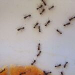 Το «θαυματουργό» μπαχαρικό που εξαφανίζει τα μυρμήγκια: Το κόλπο της κουζίνας που είναι ασφαλές για παιδιά και κατοικίδια