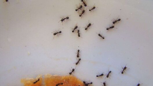 Το «θαυματουργό» μπαχαρικό που εξαφανίζει τα μυρμήγκια: Το κόλπο της κουζίνας που είναι ασφαλές για παιδιά και κατοικίδια