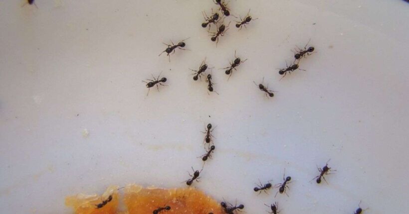 Το «θαυματουργό» μπαχαρικό που εξαφανίζει τα μυρμήγκια: Το κόλπο της κουζίνας που είναι ασφαλές για παιδιά και κατοικίδια 24 Το «θαυματουργό» μπαχαρικό που εξαφανίζει τα μυρμήγκια: Το κόλπο της κουζίνας που είναι ασφαλές για παιδιά και κατοικίδια