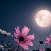 Την Πρωτομαγιά η «Πανσέληνος των Λουλουδιών» - Ποια ζώδια θα επηρεάσει