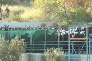 Βόλος: Επεισόδια ανάμεσα σε ΜΑΤ και οπαδούς του ΠΑΟΚ ΦΩΤΟ