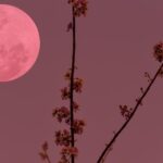 Απόψε η «ροζ» πανσέληνος: Γιατί ονομάστηκε έτσι, πώς επηρεάζει τον ύπνο μας