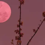 Απόψε η «ροζ» πανσέληνος: Γιατί ονομάστηκε έτσι, πώς επηρεάζει τον ύπνο μας