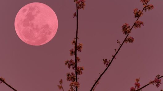 Απόψε η «ροζ» πανσέληνος: Γιατί ονομάστηκε έτσι, πώς επηρεάζει τον ύπνο μας