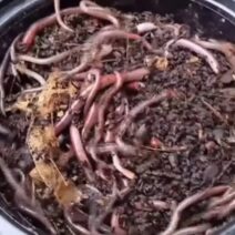 Εισβολή-σοκ:Το σκουλήκι που «πηδάει» απειλεί το έδαφος και δεν εξολοθρεύεται ΒΙΝΤΕΟ