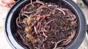 Εισβολή-σοκ:Το σκουλήκι που «πηδάει» απειλεί το έδαφος και δεν εξολοθρεύεται ΒΙΝΤΕΟ