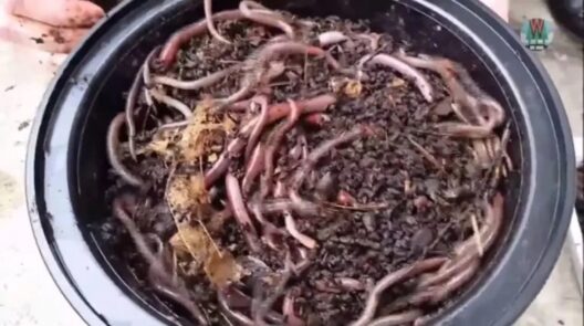 Εισβολή-σοκ:Το σκουλήκι που «πηδάει» απειλεί το έδαφος και δεν εξολοθρεύεται ΒΙΝΤΕΟ