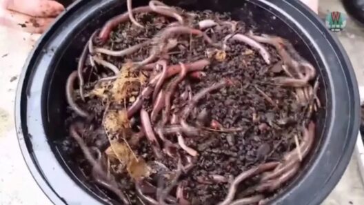 Εισβολή-σοκ:Το σκουλήκι που «πηδάει» απειλεί το έδαφος και δεν εξολοθρεύεται ΒΙΝΤΕΟ