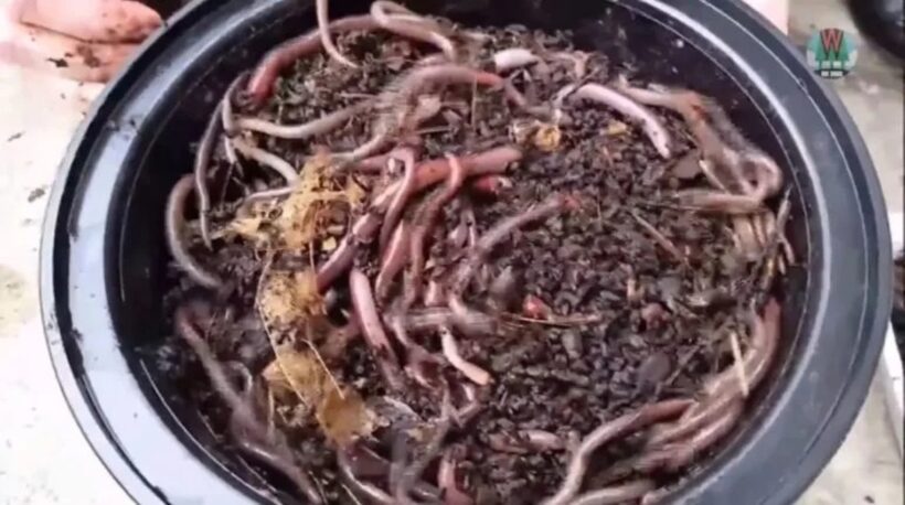 Εισβολή-σοκ:Το σκουλήκι που «πηδάει» απειλεί το έδαφος και δεν εξολοθρεύεται ΒΙΝΤΕΟ