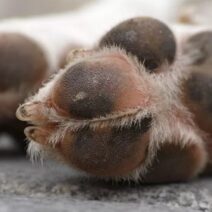 Πάτρα: Συνελήφθη γιατί δεν τηρούσε τους κανόνες ευζωίας