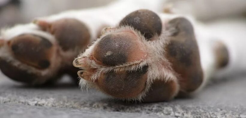 Πάτρα: Συνελήφθη γιατί δεν τηρούσε τους κανόνες ευζωίας