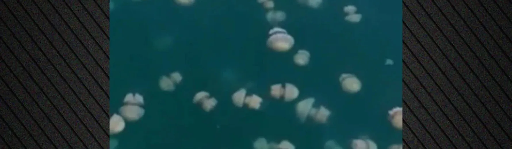 Κόλπος Τεργέστης: ΒΙΝΤΕΟ με τεράστια σμήνη από μέδουσες