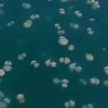 Κόλπος Τεργέστης: ΒΙΝΤΕΟ με τεράστια σμήνη από μέδουσες