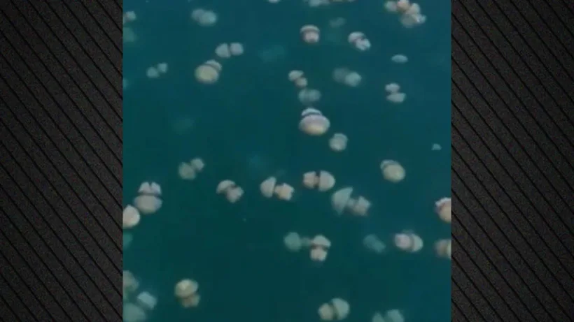 Κόλπος Τεργέστης: ΒΙΝΤΕΟ με τεράστια σμήνη από μέδουσες