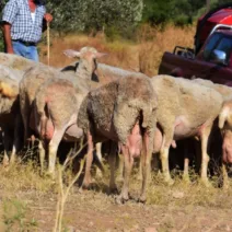 Αιτωλοακαρνανία: Στον εισαγγελέα κτηνοτρόφος για ευλογιά των αιγοπροβάτων