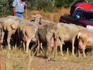 Αιτωλοακαρνανία: Στον εισαγγελέα κτηνοτρόφος για ευλογιά των αιγοπροβάτων
