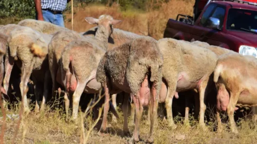 Αιτωλοακαρνανία: Στον εισαγγελέα κτηνοτρόφος για ευλογιά των αιγοπροβάτων