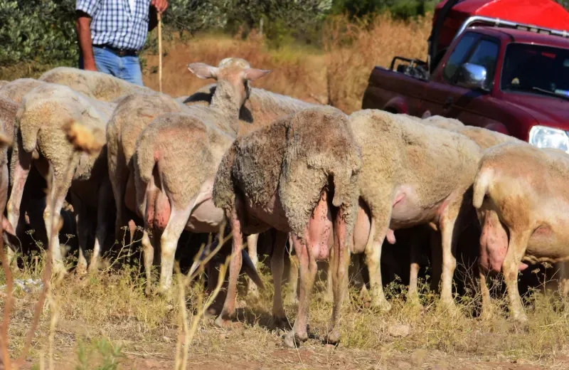 Αιτωλοακαρνανία: Στον εισαγγελέα κτηνοτρόφος για ευλογιά των αιγοπροβάτων