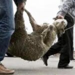 Δυτική Αχαΐα: Μπαράζ ζωοκλοπών - Ανάστατοι οι κτηνοτρόφοι