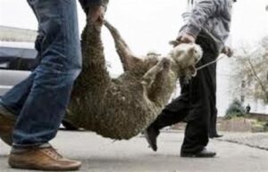 Δυτική Αχαΐα: Μπαράζ ζωοκλοπών - Ανάστατοι οι κτηνοτρόφοι